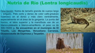 Nutria de Río (Lontra longicaudis)
Descripción: Nutria de tamaño grande de cuerpo largo
y delgado. Pelo corto y denso de color café-grisáceo
(lustroso) en el dorso y más claro ventralmente,
especialmente en el área de la garganta. La punta del
hocico, el labio superior y la mandíbula van de un
blanco-plateado a blanco-amarillento, el peso va de
500-15000 g. Se encuentran en el municipio de El
Triunfo, Las Margaritas, Venustiano Carranza,
Ocozocoautla de Espinosa y Tecpatán.
 