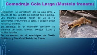 Comadreja Cola Larga (Mustela frenata)
Descripción: se caracteriza por su cola larga y
peluda, de casi la mitad de longitud que el animal.
Los machos adultos miden de 35 a 45
centímetros (incluyendo la cola), y pueden pesar
hasta 500 gramos.
Se alimenta: Es un mamífero carnívoro, se
alimenta de ratas, ratones, conejos, tuzas y
ardillas listadas.
Se encuentra en el municipio de Tuxtla
Gutiérrez y San Cristóbal de las Casas.
 
