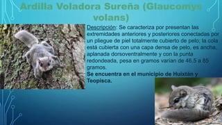Ardilla Voladora Sureña (Glaucomys
volans)
Descripción: Se caracteriza por presentan las
extremidades anteriores y posteriores conectadas por
un pliegue de piel totalmente cubierto de pelo; la cola
está cubierta con una capa densa de pelo, es ancha,
aplanada dorsoventralmente y con la punta
redondeada, pesa en gramos varían de 46.5 a 85
gramos.
Se encuentra en el municipio de Huixtán y
Teopisca.
 