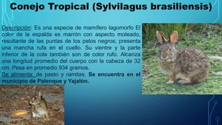 Conejo Tropical (Sylvilagus brasiliensis)
Descripción: Es una especie de mamífero lagomorfo El
color de la espalda es marrón con aspecto moteado,
resultante de las puntas de los pelos negros; presenta
una mancha rufa en el cuello. Su vientre y la parte
inferior de la cola también son de color rufo. Alcanza
una longitud promedio del cuerpo con la cabeza de 32
cm. Pesa en promedio 934 gramos.
Se alimenta: de pasto y ramitas. Se encuentra en el
municipio de Palenque y Yajalón.
 