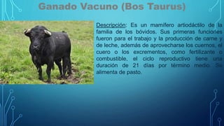 Ganado Vacuno (Bos Taurus)
Descripción: Es un mamífero artiodáctilo de la
familia de los bóvidos. Sus primeras funciones
fueron para el trabajo y la producción de carne y
de leche, además de aprovecharse los cuernos, el
cuero o los excrementos, como fertilizante o
combustible, el ciclo reproductivo tiene una
duración de 21 días por término medio. Se
alimenta de pasto.
 