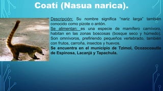 Coatí (Nasua narica).
Descripción: Su nombre significa “nariz larga” también
conocido como pizote o antón.
Se alimentan: es una especie de mamífero carnívoro,
habitan en las zonas boscosas (bosque seco y húmedo).
Son omnívoros, prefiriendo pequeños vertebrado, también
con frutos, carroña, insectos y huevos.
Se encuentra en el municipio de Tzimol, Ocozocoautla
de Espinosa, Lacanjá y Tapachula.
 