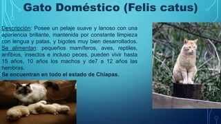 Gato Doméstico (Felis catus)
Descripción: Posee un pelaje suave y lanoso con una
apariencia brillante, mantenida por constante limpieza
con lengua y patas, y bigotes muy bien desarrollados.
Se alimentan: pequeños mamíferos, aves, reptiles,
anfibios, insectos e incluso peces, pueden vivir hasta
15 años, 10 años los machos y de7 a 12 años las
hembras.
Se encuentran en todo el estado de Chiapas.
 
