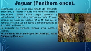 Jaguar (Panthera onca).
Descripción: Es el felino más grande del continente
americano, de cuerpo robusto con miembros cortos y
musculosos; cabeza ancha; orejas pequeñas y
redondeadas; cola corta y termina en punta. El peso
corporal es mayor en machos (64 a 114 kg) que en
hembras (45 a 82 kg). Se asocia a climas tropicales de
tipo cálido subhumedo.
Se alimenta: de venados, tejones, aves, peces y
reptiles.
Se encuentra en el municipio de Ocosingo, Tuxtla
Gutiérrez y Palenque
 