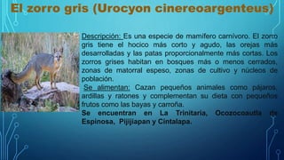 El zorro gris (Urocyon cinereoargenteus)
Descripción: Es una especie de mamífero carnívoro. El zorro
gris tiene el hocico más corto y agudo, las orejas más
desarrolladas y las patas proporcionalmente más cortas. Los
zorros grises habitan en bosques más o menos cerrados,
zonas de matorral espeso, zonas de cultivo y núcleos de
población.
Se alimentan: Cazan pequeños animales como pájaros,
ardillas y ratones y complementan su dieta con pequeños
frutos como las bayas y carroña.
Se encuentran en La Trinitaria, Ocozocoautla de
Espinosa, Pijijiapan y Cintalapa.
 