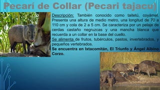 Pecarí de Collar (Pecari tajacu)
Descripción: También conocido como taitetú, coyámel.
Presenta una altura de medio metro, una longitud de 70 a
110 cm y cola de 2 a 5 cm. Se caracteriza por un pelaje de
cerdas castaño negruzcas y una mancha blanca que
recuerda a un collar en la base del cuello.
Se alimenta de frutos, tubérculos, pastos, invertebrados, y
pequeños vertebrados.
Se encuentra en Ixtacomitán, El Triunfo y Ángel Albino
Corzo.
 