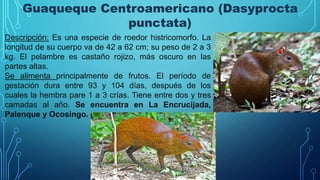 Guaqueque Centroamericano (Dasyprocta
punctata)
Descripción: Es una especie de roedor histricomorfo. La
longitud de su cuerpo va de 42 a 62 cm; su peso de 2 a 3
kg. El pelambre es castaño rojizo, más oscuro en las
partes altas.
Se alimenta principalmente de frutos. El período de
gestación dura entre 93 y 104 días, después de los
cuales la hembra pare 1 a 3 crías. Tiene entre dos y tres
camadas al año. Se encuentra en La Encrucijada,
Palenque y Ocosingo.
 