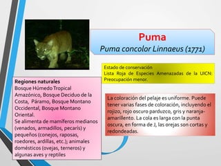 Puma
Puma concolor Linnaeus (1771)
Estado de conservación
Lista Roja de Especies Amenazadas de la UICN:
Preocupación menor.Regiones naturales
Bosque HúmedoTropical
Amazónico, Bosque Deciduo de la
Costa, Páramo, Bosque Montano
Occidental, Bosque Montano
Oriental.
Se alimenta de mamíferos medianos
(venados, armadillos, pecarís) y
pequeños (conejos, raposas,
roedores, ardillas, etc.); animales
domésticos (ovejas, terneros) y
algunas aves y reptiles
La coloración del pelaje es uniforme. Puede
tener varias fases de coloración, incluyendo el
rojizo, rojo oscuro parduzco, gris y naranja-
amarillento. La cola es larga con la punta
oscura, en forma de J, las orejas son cortas y
redondeadas.
 