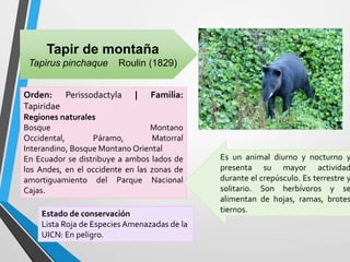 Tapir de montaña
Tapirus pinchaque Roulin (1829)
Orden: Perissodactyla | Familia:
Tapiridae
Regiones naturales
Bosque Montano
Occidental, Páramo, Matorral
Interandino, Bosque Montano Oriental
En Ecuador se distribuye a ambos lados de
los Andes, en el occidente en las zonas de
amortiguamiento del Parque Nacional
Cajas.
Es un animal diurno y nocturno y
presenta su mayor actividad
durante el crepúsculo. Es terrestre y
solitario. Son herbívoros y se
alimentan de hojas, ramas, brotes
tiernos.Estado de conservación
Lista Roja de Especies Amenazadas de la
UICN: En peligro.
 