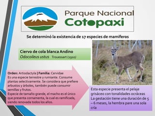 Esta especie presenta el pelaje
grisáceo con tonalidades ocráceas
La gestación tiene una duración de 5
– 6 meses, la hembra pare una sola
cría
Ciervo de cola blanca Andino
Odocoileus ustus Trouessart (1910)
Orden: Artiodactyla | Familia: Cervidae
Es una especie terrestre y rumiante. Consume
plantas selectivamente. Se considera que prefiere
arbustos y árboles, también puede consumir
semillas y frutos.
Especie de tamaño grande, el macho es el único
que presenta cornamenta, la cual es ramificada,
siendo renovada todos los años.
Se determinó la existencia de 17 especies de mamíferos
 