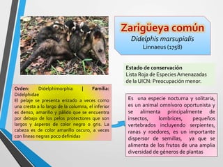 Zarigüeya común
Didelphis marsupialis
Linnaeus (1758)
Orden: Didelphimorphia | Familia:
Didelphidae
El pelaje se presenta erizado a veces como
una cresta a lo largo de la columna, el inferior
es denso, amarillo y pálido que se encuentra
por debajo de los pelos protectores que son
largos y ásperos de color negro o gris. La
cabeza es de color amarillo oscuro, a veces
con líneas negras poco definidas
Es una especie nocturna y solitaria,
es un animal omnívoro oportunista y
se alimenta principalmente de
insectos, lombrices, pequeños
vertebrados incluyendo serpientes,
ranas y roedores, es un importante
dispersor de semillas, ya que se
alimenta de los frutos de una amplia
diversidad de géneros de plantas
Estado de conservación
Lista Roja de Especies Amenazadas
de la UICN: Preocupación menor.
 