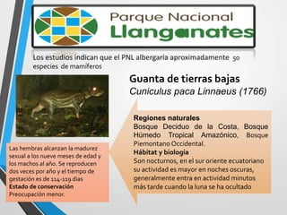 Los estudios indican que el PNL albergaría aproximadamente 50
especies de mamíferos
Regiones naturales
Bosque Deciduo de la Costa, Bosque
Húmedo Tropical Amazónico, Bosque
Piemontano Occidental.
Hábitat y biología
Son nocturnos, en el sur oriente ecuatoriano
su actividad es mayor en noches oscuras,
generalmente entra en actividad minutos
más tarde cuando la luna se ha ocultado
Guanta de tierras bajas
Cuniculus paca Linnaeus (1766)
Las hembras alcanzan la madurez
sexual a los nueve meses de edad y
los machos al año. Se reproducen
dos veces por año y el tiempo de
gestación es de 114-119 días
Estado de conservación
Preocupación menor.
 