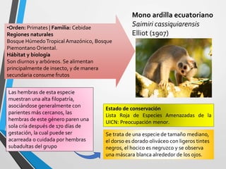 •Orden: Primates | Familia: Cebidae
Regiones naturales
Bosque HúmedoTropical Amazónico, Bosque
Piemontano Oriental.
Hábitat y biología
Son diurnos y arbóreos. Se alimentan
principalmente de insecto, y de manera
secundaria consume frutos
Mono ardilla ecuatoriano
Saimiri cassiquiarensis
Elliot (1907)
Estado de conservación
Lista Roja de Especies Amenazadas de la
UICN: Preocupación menor.
Las hembras de esta especie
muestran una alta filopatría,
asociándose generalmente con
parientes más cercanos, las
hembras de este género paren una
sola cría después de 170 días de
gestación, la cual puede ser
acarreada o cuidada por hembras
subadultas del grupo
Se trata de una especie de tamaño mediano,
el dorso es dorado oliváceo con ligeros tintes
negros, el hocico es negruzco y se observa
una máscara blanca alrededor de los ojos.
 