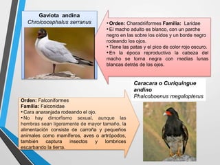 Gaviota andina
Chroicocephalus serranus •Orden: Charadriiformes Familia: Laridae
•El macho adulto es blanco, con un parche
negro en las sobre los oídos y un borde negro
rodeando los ojos.
•Tiene las patas y el pico de color rojo oscuro.
•En la época reproductiva la cabeza del
macho se torna negra con medias lunas
blancas detrás de los ojos.
Orden: Falconiformes
Familia: Falconidae
•Cara anaranjada rodeando el ojo.
•No hay dimorfismo sexual, aunque las
hembras sean ligeramente de mayor tamaño, la
alimentación consiste de carroña y pequeños
animales como mamíferos, aves o artrópodos,
también captura insectos y lombrices
escarbando la tierra.
Caracara o Curiquingue
andino
Phalcoboenus megalopterus
 