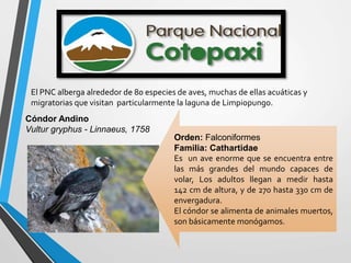 Orden: Falconiformes
Familia: Cathartidae
Es un ave enorme que se encuentra entre
las más grandes del mundo capaces de
volar, Los adultos llegan a medir hasta
142 cm de altura, y de 270 hasta 330 cm de
envergadura.
El cóndor se alimenta de animales muertos,
son básicamente monógamos.
El PNC alberga alrededor de 80 especies de aves, muchas de ellas acuáticas y
migratorias que visitan particularmente la laguna de Limpiopungo.
Cóndor Andino
Vultur gryphus - Linnaeus, 1758
 