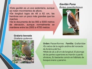 Orden: Passeriformes Familia: Grallariidae
•Es nativo de la región andina del noroeste
de América del Sur.
•Mide de 16 a 18 cm de longitud. El plumaje
de las partes superiores es marrón o pardo
oliváceo, Es bastante común en hábitats de
bosque enano y paramo.
•Este gavilán es un ave sedentaria, aunque
se notan movimientos de altura.
•De longitud logra de 48 a 62 cm, las
hembras son un poco más grandes que los
machos
•Se le documenta de los 900 a 5000 metros
de elevación, aunque normalmente se
mantiene entre los 2000 a 4700 metros
Gavilán Puna
Buteo poecilochrous
Gralaria leonada
Grallaria quitensis
 