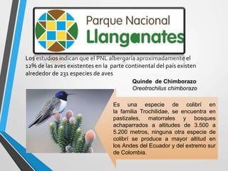 Los estudios indican que el PNL albergaría aproximadamente el
12% de las aves existentes en la parte continental del país existen
alrededor de 231 especies de aves
Es una especie de colibrí en
la familia Trochilidae, se encuentra en
pastizales, matorrales y bosques
achaparrados a altitudes de 3.500 a
5.200 metros, ninguna otra especie de
colibrí se produce a mayor altitud en
los Andes del Ecuador y del extremo sur
de Colombia.
Quinde de Chimborazo
Oreotrochilus chimborazo
 