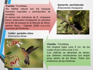 •Familia: Trochilidae
•De longitud logra unos 8 cm, de los
cuales el pico toma unos 2 cm.
•Los colibríes se alimentan de néctar,
que obtienen introduciendo sus largos
picos dentro de las flores. Todos son
endémicos de las Américas.
•Familia: Trochilidae.
•Su hábitat natural son los bosques
húmedos tropicales o subtropicales de
montaña.
Al menos dos individuos de E. mosquera
fueron observados forrajeando en arbustos
en el filo de bosque en la Merced de Nono,
camino Nono - Calacali (2800 m.s.n.m),
provincia de Pichincha
Zamarrito pechidorado
Eriocnemis mosquera
Colibrí pantalón chico
Eriocnemis alinae
 