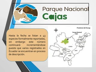 Hasta la fecha se listan a 43
especies formalmente reportadas,
sin embargo este número
continuará incrementándose
puesto que varios registrados en
Ecuador se encuentran en proceso
de descripción.
 