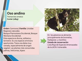 Oso andino
Tremarctos ornatus
Cuvier (1825)
Orden: Carnivora | Familia: Ursidae
Regiones naturales
Bosque Piemontano Occidental, Bosque
Montano Occidental.
Esta especie es diurna, solitaria y
terrestre. Es una especie omnívora
oportunista.Tiene una dieta muy
variada, especialmente de origen
vegetal. Las plantas más consumidas
palmas, heliconias, bijaos
En los páramos se alimenta
principalmente de bromelias,
frailejones y mortiños
Estado de conservación
Lista Roja de Especies Amenazadas
de la UICN:Vulnerable.
 