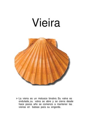 Vieira




La vieira es un molusco bivalvo. Su valva es
ondulada.,su valva se abre y se cierra desde
hace pocos año se comenzo a mantener las
vieiras en bateas para su engorde.
 