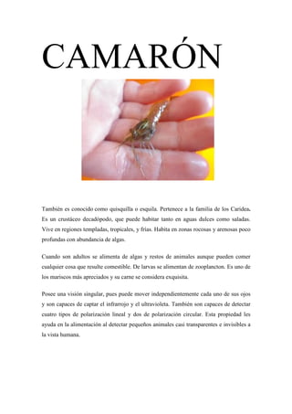 CAMARÓN



También es conocido como quisquilla o esquila. Pertenece a la familia de los Caridea.
Es un crustáceo decadópodo, que puede habitar tanto en aguas dulces como saladas.
Vive en regiones templadas, tropicales, y frías. Habita en zonas rocosas y arenosas poco
profundas con abundancia de algas.

Cuando son adultos se alimenta de algas y restos de animales aunque pueden comer
cualquier cosa que resulte comestible. De larvas se alimentan de zooplancton. Es uno de
los mariscos más apreciados y su carne se considera exquisita.

Posee una visión singular, pues puede mover independientemente cada uno de sus ojos
y son capaces de captar el infrarrojo y el ultravioleta. También son capaces de detectar
cuatro tipos de polarización lineal y dos de polarización circular. Esta propiedad les
ayuda en la alimentación al detectar pequeños animales casi transparentes e invisibles a
la vista humana.
 