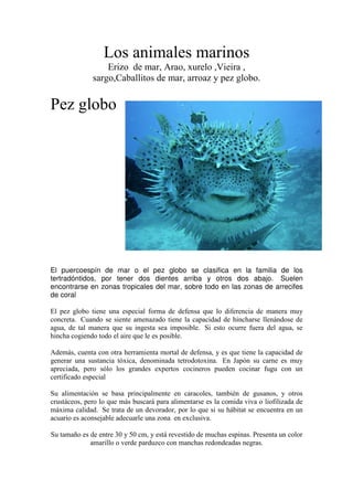 Los animales marinos
                  Erizo de mar, Arao, xurelo ,Vieira ,
              sargo,Caballitos de mar, arroaz y pez globo.


Pez globo




El puercoespín de mar o el pez globo se clasifica en la familia de los
tertradóntidos, por tener dos dientes arriba y otros dos abajo. Suelen
encontrarse en zonas tropicales del mar, sobre todo en las zonas de arrecifes
de coral

El pez globo tiene una especial forma de defensa que lo diferencia de manera muy
concreta. Cuando se siente amenazado tiene la capacidad de hincharse llenándose de
agua, de tal manera que su ingesta sea imposible. Si esto ocurre fuera del agua, se
hincha cogiendo todo el aire que le es posible.

Además, cuenta con otra herramienta mortal de defensa, y es que tiene la capacidad de
generar una sustancia tóxica, denominada tetrodotoxina. En Japón su carne es muy
apreciada, pero sólo los grandes expertos cocineros pueden cocinar fugu con un
certificado especial

Su alimentación se basa principalmente en caracoles, también de gusanos, y otros
crustáceos, pero lo que más buscará para alimentarse es la comida viva o liofilizada de
máxima calidad. Se trata de un devorador, por lo que si su hábitat se encuentra en un
acuario es aconsejable adecuarle una zona en exclusiva.

Su tamaño es de entre 30 y 50 cm, y está revestido de muchas espinas. Presenta un color
             amarillo o verde parduzco con manchas redondeadas negras.
 
