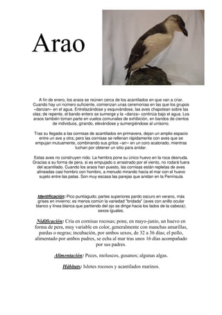 Arao
   A fin de enero, los araos se reúnen cerca de los acantilados en que van a criar.
Cuando hay un número suficiente, comienzan unas ceremonias en las que los grupos
«danzan» en el agua. Entrelazándose y esquivándose, las aves chapotean sobre las
olas; de repente, el bando entero se sumerge y la «danza» continúa bajo el agua. Los
araos también toman parte en vuelos comunales de exhibición, en bandos de cientos
           de individuos, girando, elevándose y sumergiéndose al unísono.

Tras su llegada a las cornisas de acantilados en primavera, dejan un amplio espacio
  entre un ave y otra; pero las cornisas se rellenan rápidamente con aves que se
empujan mutuamente, combinando sus gritos «arr» en un coro acalorado, mientras
                       luchan por obtener un sitio para anidar.

Estas aves no construyen nido. La hembra pone su único huevo en la roca desnuda.
Gracias a su forma de pera, si es empujado o arrastrado por el viento, no rodará fuera
  del acantilado. Cuando los araos han puesto, las cornisas están repletas de aves
  alineadas casi hombro con hombro, a menudo mirando hacia el mar con el huevo
   sujeto entre las patas. Son muy escasa las parejas que anidan en la Península



  Identificación: Pico puntiagudo; partes superiores pardo oscuro en verano, más
  grises en invierno; es menos común la variedad "bridada" (aves con anillo ocular
 blanco y línea blanca que partiendo del ojo se dirige hacia los lados de la cabeza);
                                   sexos iguales.

  Nidificación: Cría en cornisas rocosas; pone, en mayo-junio, un huevo en
 forma de pera, muy variable en color, generalmente con manchas amarillas,
   pardas o negras; incubación, por ambos sexos, de 32 a 36 días; el pollo,
 alimentado por ambos padres, se echa al mar tras unos 16 días acompañado
                               por sus padres.

           Alimentación: Peces, moluscos, gusanos; algunas algas.

                Hábitats: Islotes rocosos y acantilados marinos.
 