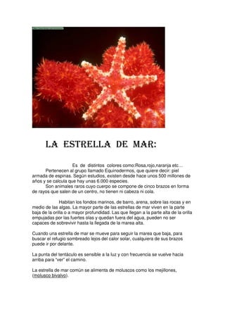LA ESTRELLA DE MAR:
                    Es de distintos colores como:Rosa,rojo,naranja etc…
      Pertenecen al grupo llamado Equinodermos, que quiere decir: piel
armada de espinas. Según estudios, existen desde hace unos 500 millones de
años y se calcula que hay unas 6.000 especies.
      Son animales raros cuyo cuerpo se compone de cinco brazos en forma
de rayos que salen de un centro, no tienen ni cabeza ni cola.

               Habitan los fondos marinos, de barro, arena, sobre las rocas y en
medio de las algas. La mayor parte de las estrellas de mar viven en la parte
baja de la orilla o a mayor profundidad. Las que llegan a la parte alta de la orilla
empujadas por las fuertes olas y quedan fuera del agua, pueden no ser
capaces de sobrevivir hasta la llegada de la marea alta.

Cuando una estrella de mar se mueve para seguir la marea que baja, para
buscar el refugio sombreado lejos del calor solar, cualquiera de sus brazos
puede ir por delante.

La punta del tentáculo es sensible a la luz y con frecuencia se vuelve hacia
arriba para “ver” el camino.

La estrella de mar común se alimenta de moluscos como los mejillones,
(molusco bivalvo).
 