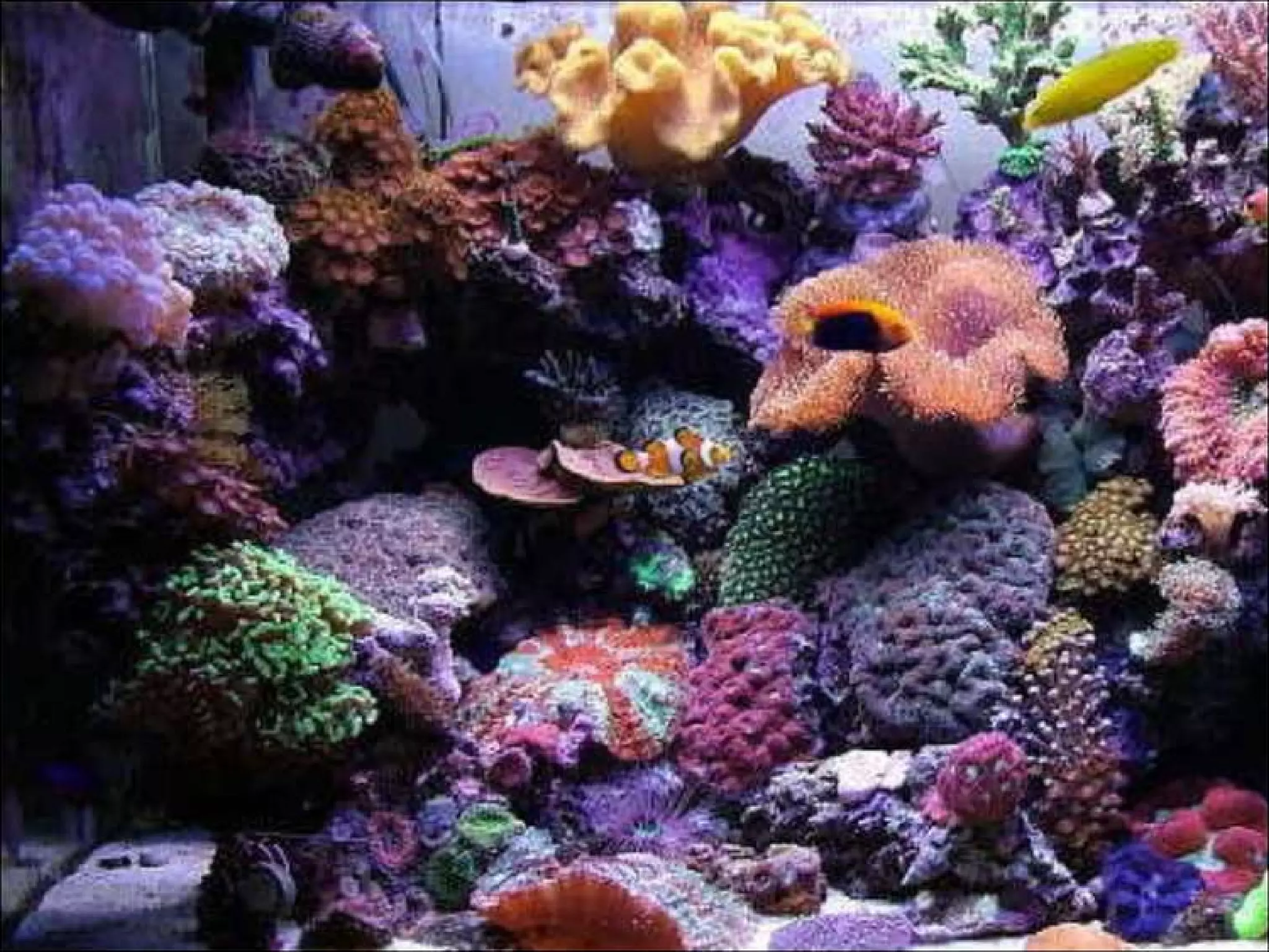 Fauna Marina | PPT