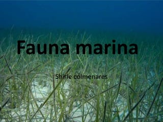 Fauna marina
Shirle colmenares

 