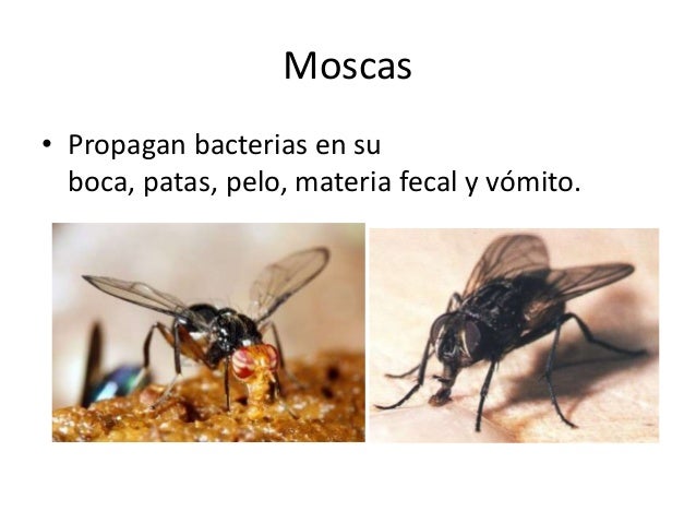 FAUNA NOCIVA Y TRANSMISORA PDF DOWNLOAD FAUNA NOCIVA Y TRANSMISORA PDF DOWNLOAD
