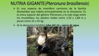 Fauna Silvestre; Nutria Gigante | PPTX