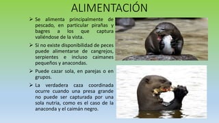 Fauna Silvestre; Nutria Gigante | PPTX