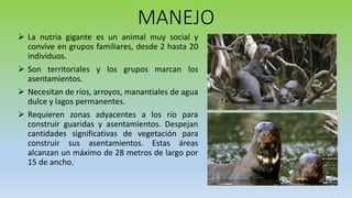 Fauna Silvestre; Nutria Gigante | PPTX