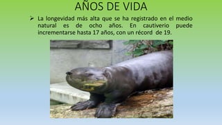 Fauna Silvestre; Nutria Gigante | PPTX