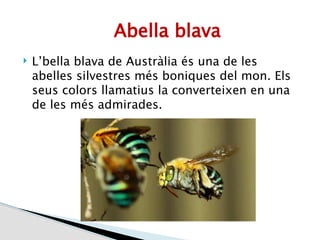 Fauna oceania | PDF