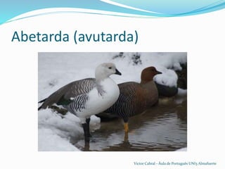 Abetarda (avutarda)
Victor Cabral - Áula de Português UNI3 Almafuerte
 