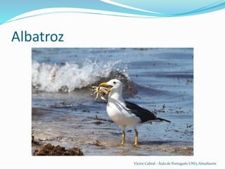 Águia-chilena (águila mora)
Victor Cabral - Áula de Português UNI3 Almafuerte
 