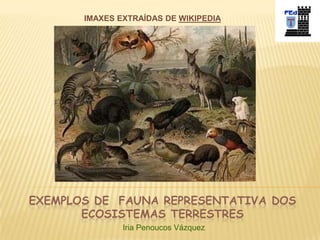 EXEMPLOS DE FAUNA REPRESENTATIVA DOS
ECOSISTEMAS TERRESTRES
IMAXES EXTRAÍDAS DE WIKIPEDIA
Iria Penoucos Vázquez
 