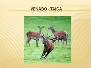 VENADO - TAIGA
 