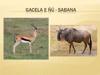 GACELA E ÑÚ - SABANA
 