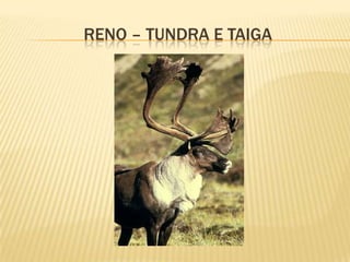 RENO – TUNDRA E TAIGA
 