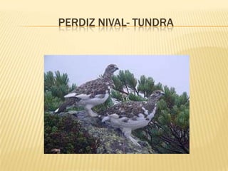 PERDIZ NIVAL- TUNDRA
 