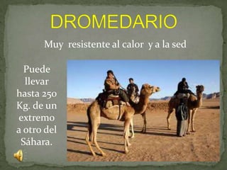 DROMEDARIOMuy resistente al calor y a la sedPuede llevar hasta 250 Kg. de un extremo a otro del Sáhara.