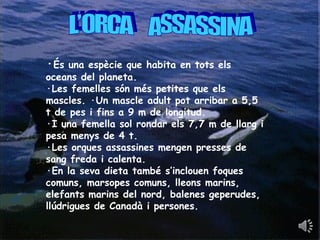 ·És una espècie que habita en tots els
oceans del planeta.
·Les femelles són més petites que els
mascles. ·Un mascle adult pot arribar a 5,5
t de pes i fins a 9 m de longitud.
·I una femella sol rondar els 7,7 m de llarg i
pesa menys de 4 t.
·Les orques assassines mengen presses de
sang freda i calenta.
·En la seva dieta també s’inclouen foques
comuns, marsopes comuns, lleons marins,
elefants marins del nord, balenes geperudes,
llúdrigues de Canadà i persones.
 