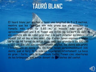 TAURÓ BLANC
El tauró blanc pot arribar a tenir una longitud de 5 a 8 metres,
mentre que les femelles són més grans que els mascles. La
femella més gran fa 5,85 m, el mascle més gran fa
aproximadament uns 8 m. Pesen uns 3.000 kg. La part de dalt i
els costats són de color gris clar, i la part inferior és blanca (a
aquest fet es deu el seu nom). Cap d'elles tenen espines. L'aleta
de la cua té forma de mitja lluna, amb una grandària de 100 cm
a 120 cm. Els ulls són completament negres, les dents són grans
i triangulars en doble fila. En total tenen aproximadament 100
dents, que al llarg de la vida es regeneren infinitament. La boca
és gran i forta, amb la mandíbula forta. Tenen cinc obertures
de les brànquies, que estan davant de les aletes del costat.
 