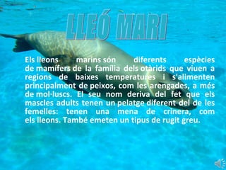 Els lleons  marins són  diferents  espècies 
de mamífers de  la  família  dels otàrids  que  viuen  a 
regions  de  baixes  temperatures  i  s'alimenten 
principalment de peixos, com les arengades, a més 
de mol·luscs.  El  seu  nom  deriva  del  fet  que  els 
mascles adults tenen un pelatge diferent del de les 
femelles:  tenen  una  mena  de  crinera,  com 
els lleons. També emeten un tipus de rugit greu.
 
 