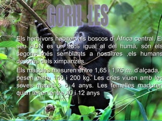 Els herbívors habiten als boscos d’ Àfrica central. ElEls herbívors habiten als boscos d’ Àfrica central. El
seu ADN es un 98% igual al del humà, són elsseu ADN es un 98% igual al del humà, són els
segons més semblants a nosaltres ,els humanssegons més semblants a nosaltres ,els humans
després dels ximpanzés.després dels ximpanzés.
Els mascles mesuren entre 1,65 i 1,75 m. d’alçada, iEls mascles mesuren entre 1,65 i 1,75 m. d’alçada, i
pesen entre 140 i 200 kg. Les cries viuen amb lespesen entre 140 i 200 kg. Les cries viuen amb les
seves mares 3 o 4 anys. Les femelles madurenseves mares 3 o 4 anys. Les femelles maduren
quan tenen entre 10 i 12 anysquan tenen entre 10 i 12 anys
 