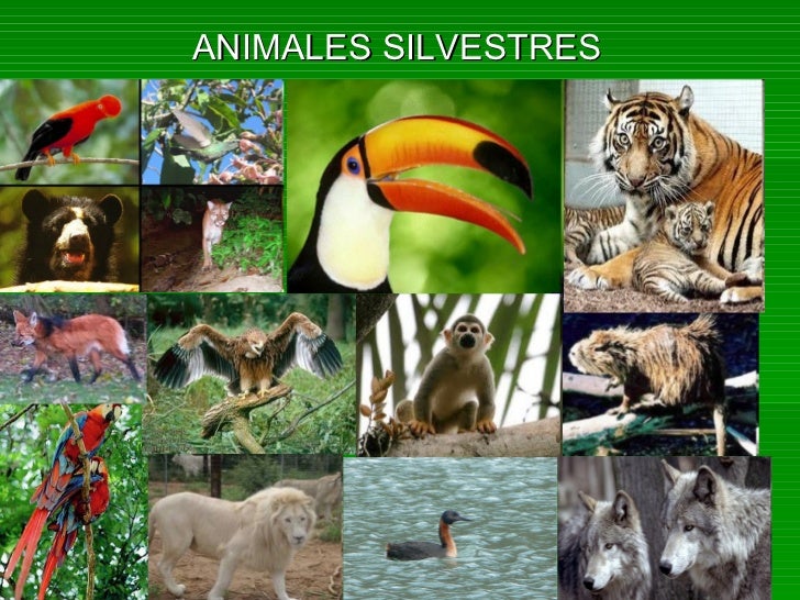Resultado de imagen para cuales son los animales silvestres ejemplos